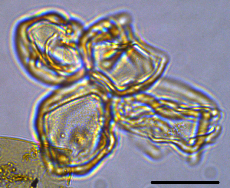 Batiacasphaera obohikuenobe Boboh cluster 27X20304190980a.jpg